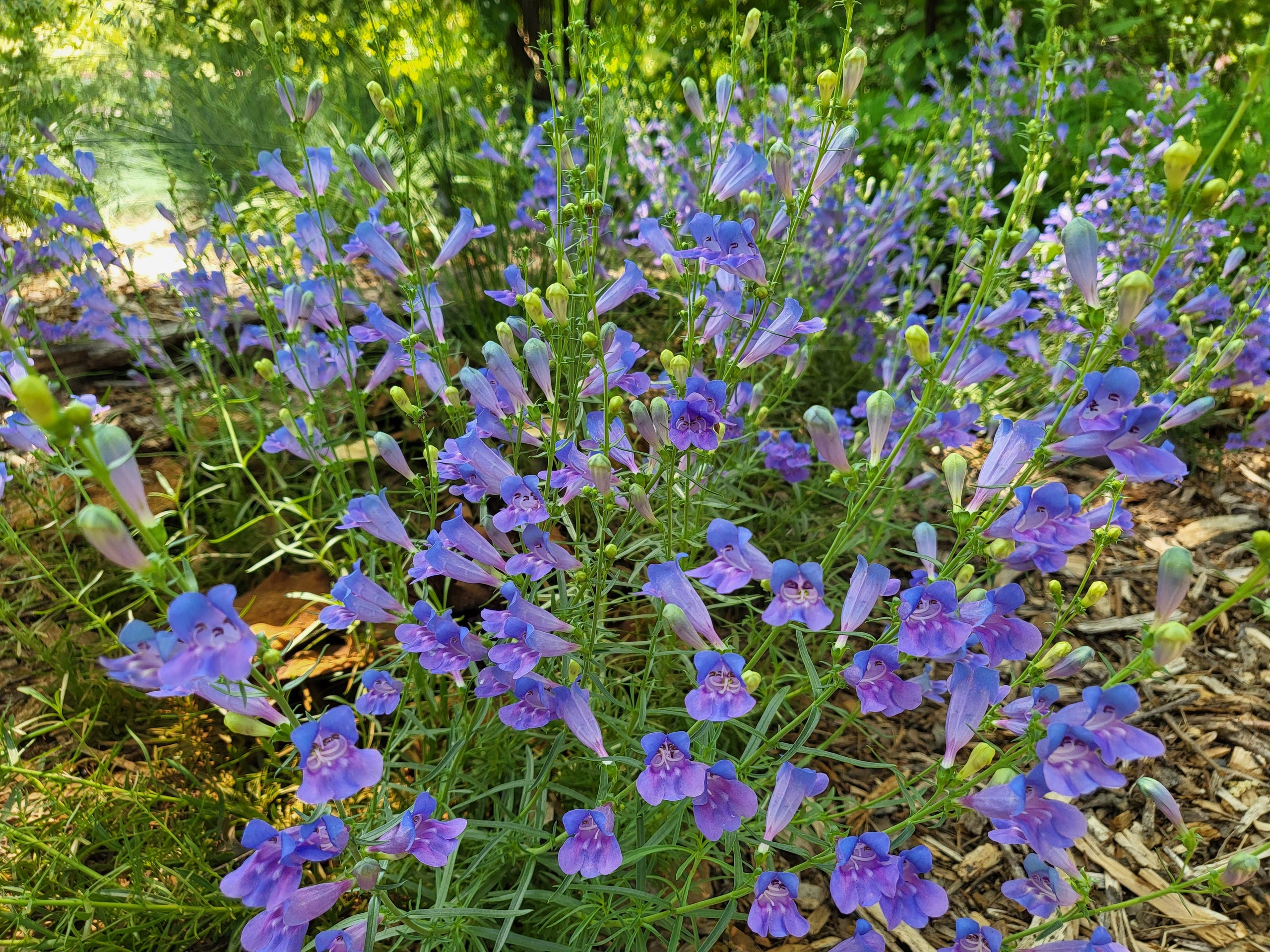 Penstemon heterophyllus 'Margarita BOP', Margarita BOP Penstemon